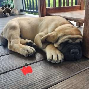 Remy, English Mastiff Puppy